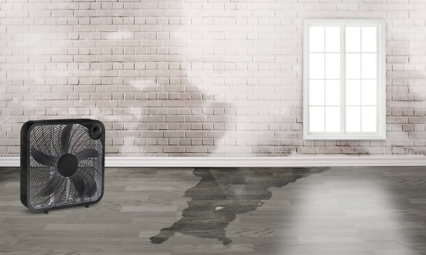Best Basement water damage restoration  in Mcdonald, PA